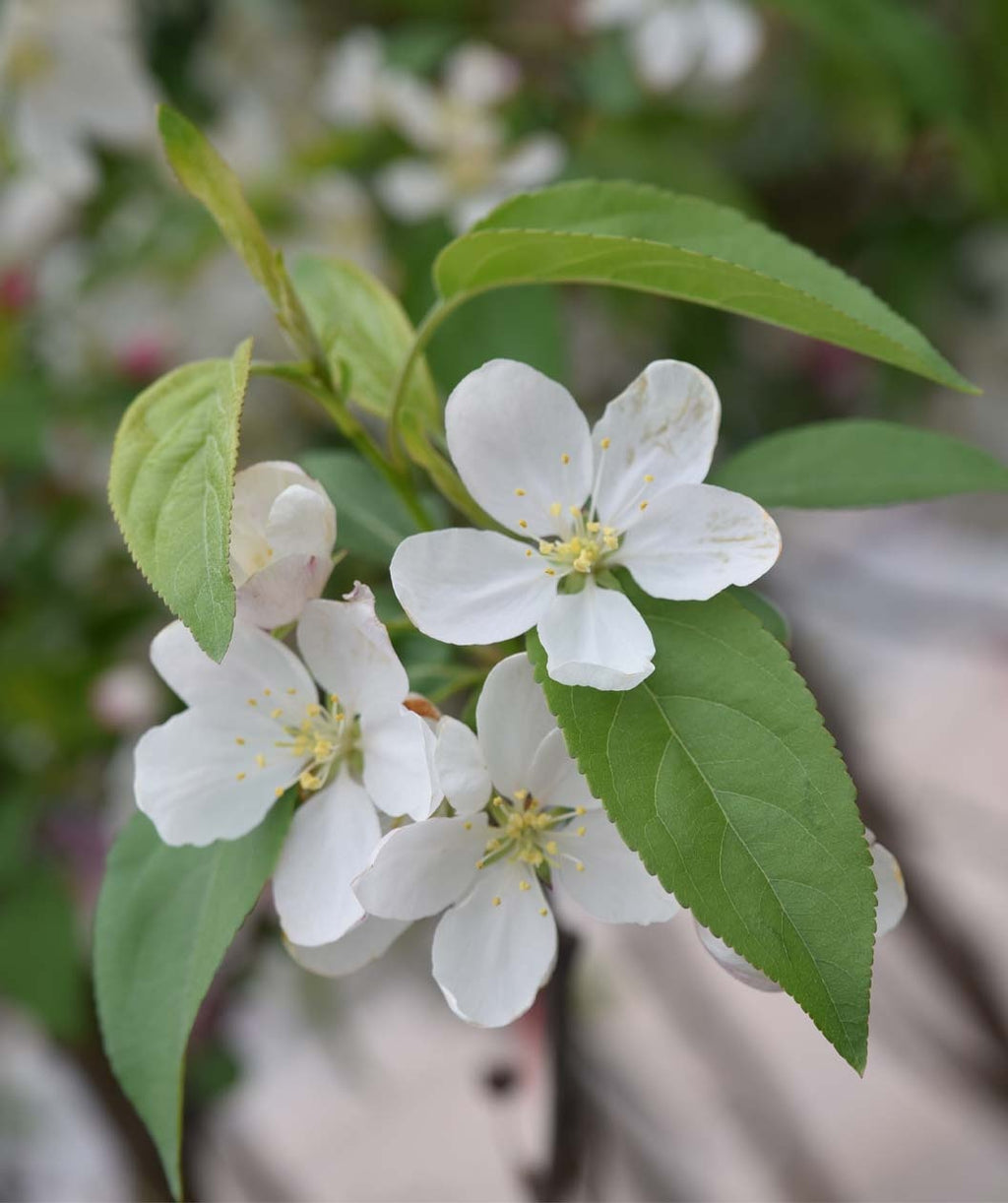 A close up of the Donald Wyman Flowering Crabapple white flowers and green leaves on tree