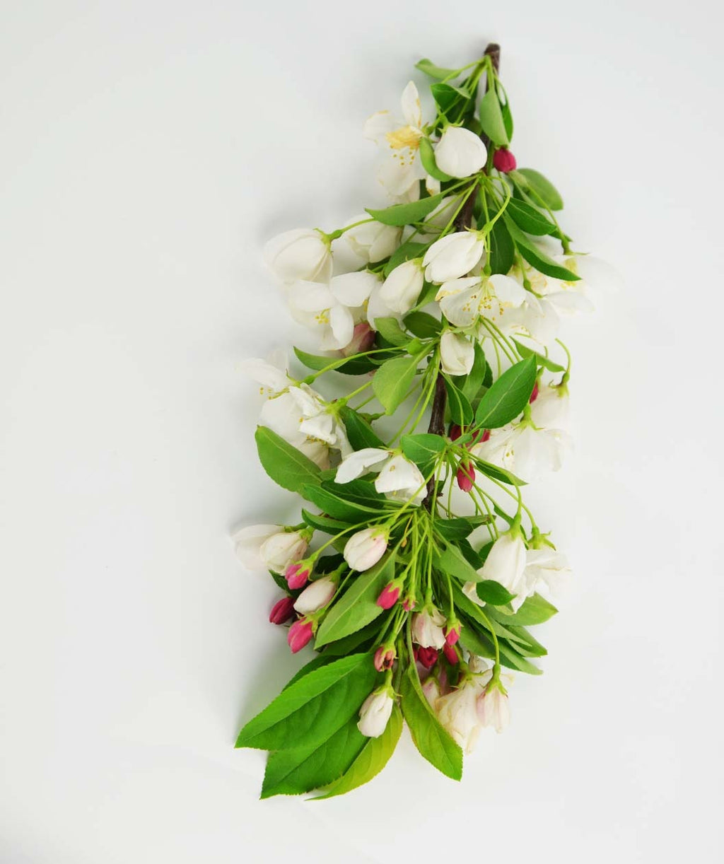 A cutting from a branch of the Donald Wyman Flowering Crabapple showing off the white flowers, pink buds, and green leaves on a white background
