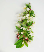 A cutting from a branch of the Donald Wyman Flowering Crabapple showing off the white flowers, pink buds, and green leaves on a white background