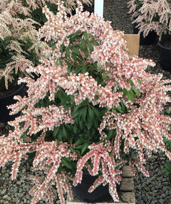 Dorothy Wycoff Japanese Pieris growing on a nursery, long stands of small white bell like flowers with pinkish tops emerging from narrow dark green foliage