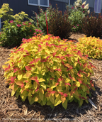 Double Play Candy Corn Spirea shrub in landscape