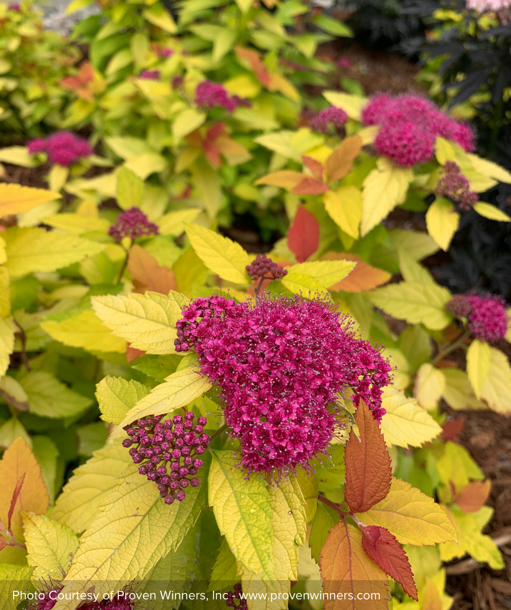 Double Play Candy Corn Spirea purple flowers and green foliage
