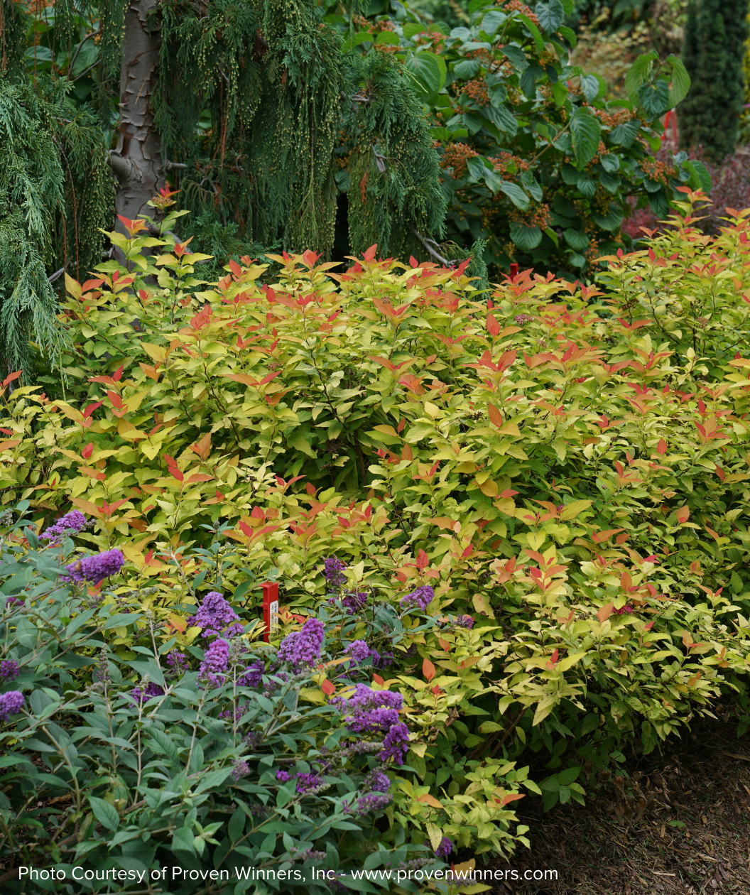Double Play Candy Corn Spirea shrub in landscape