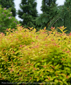 Double Play Candy Corn Spirea green leaf shrub