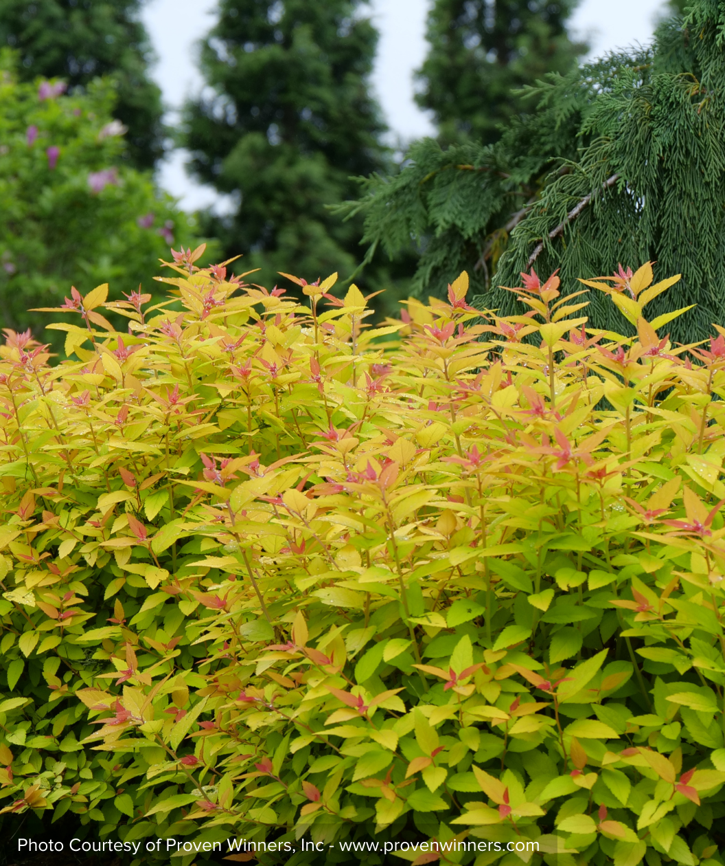 Double Play Candy Corn Spirea green leaf shrub