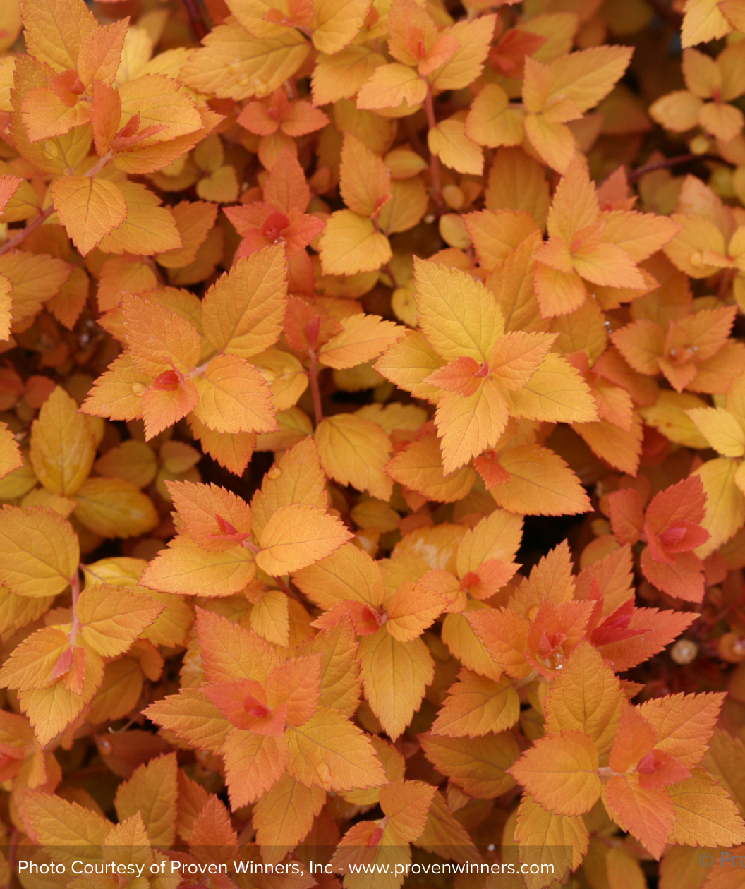 Double Play Candy Corn Spirea fall color