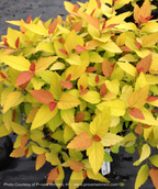 Double Play Candy Corn Spirea closeup of green foliage