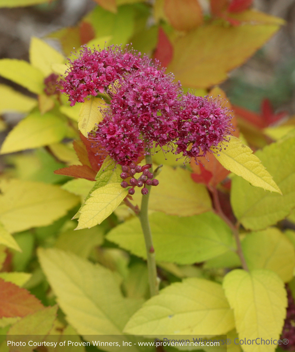 Double Play Candy Corn Spirea closeup of purple flowers