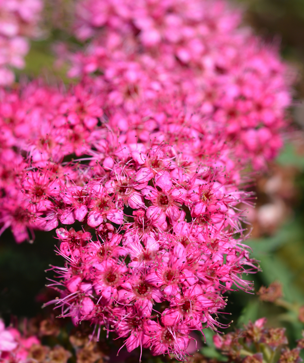 Double Play Doozie Spirea pink flowers closeup
