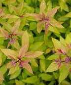 Double Play Doozie Spirea foliage and flowers closeup