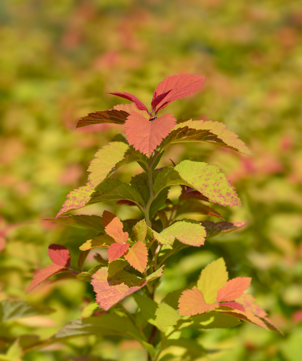 Double Play Doozie Spirea closeup of foliage