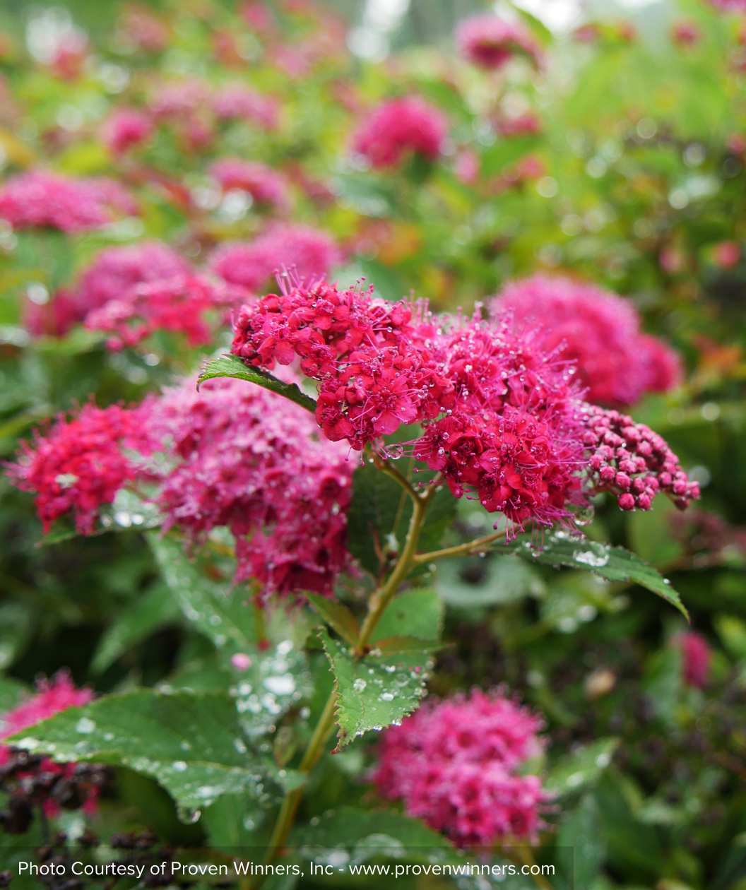 Double Play Doozie Spirea pink flowers