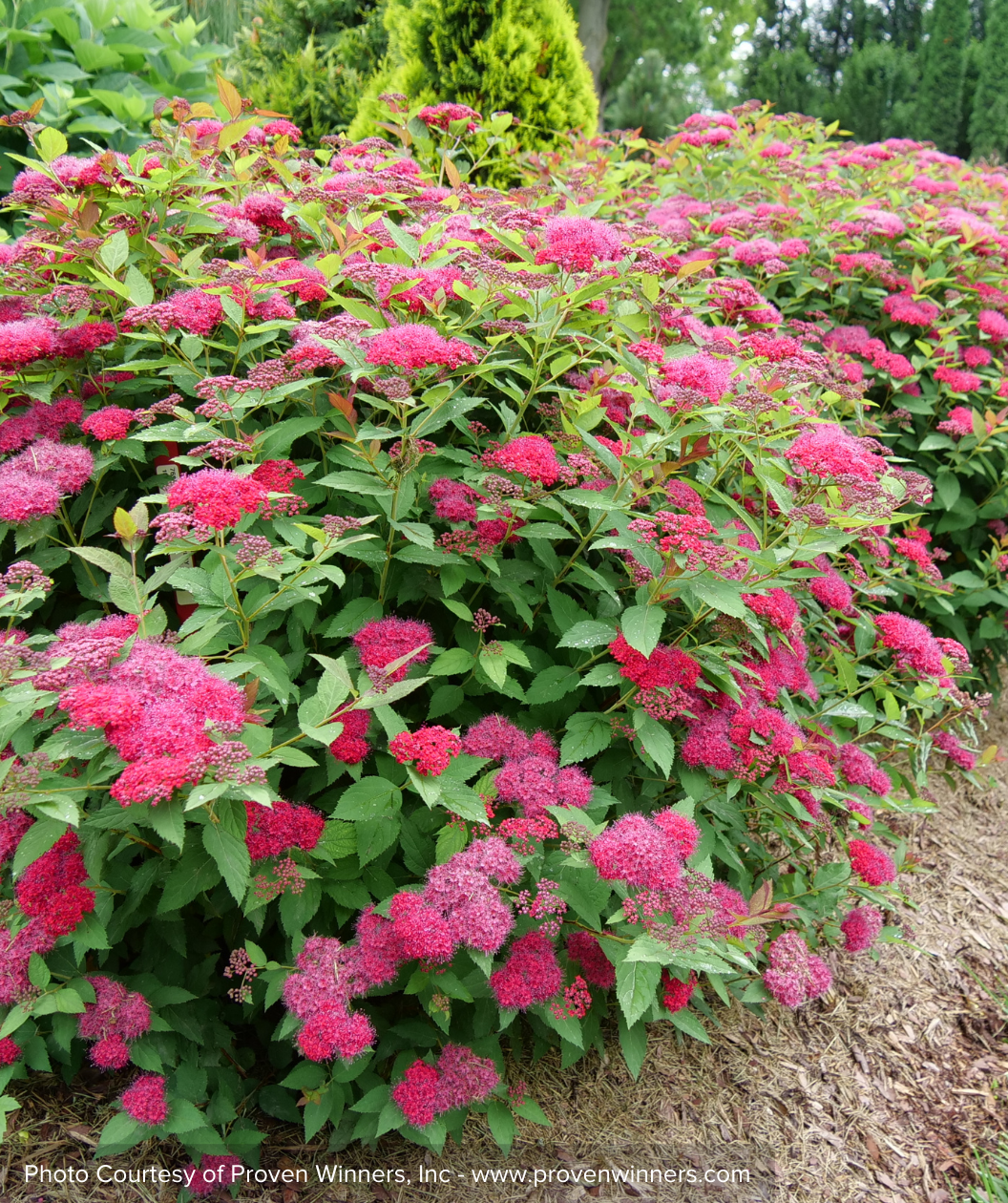 Double Play Doozie Spirea shrubs in landscape