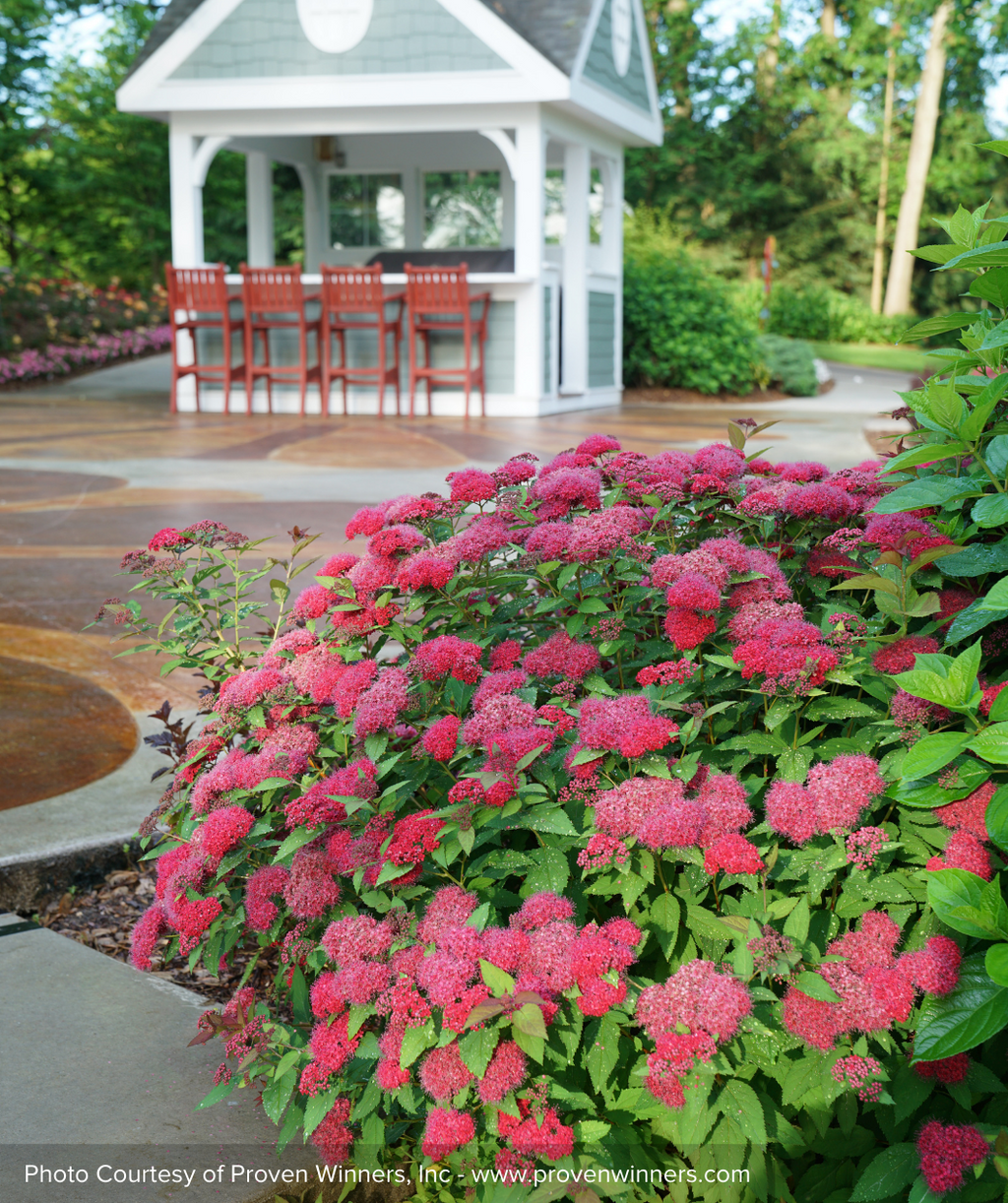 Double Play Doozie Spirea pink flowering shrubs in landscape