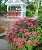 Double Play Doozie Spirea pink flowering shrubs in landscape