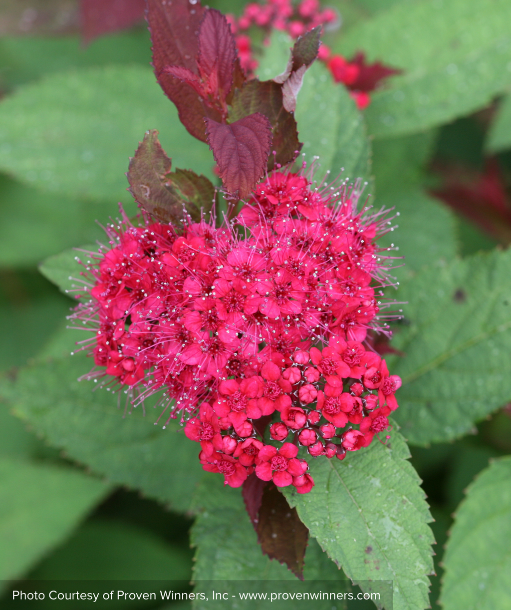 Double Play Doozie Spirea closeup of pink flowers