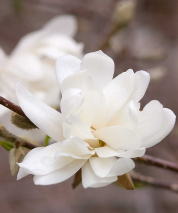 Close up of Dr. Merrill Magnolia flower, medium sized fragrant white flower