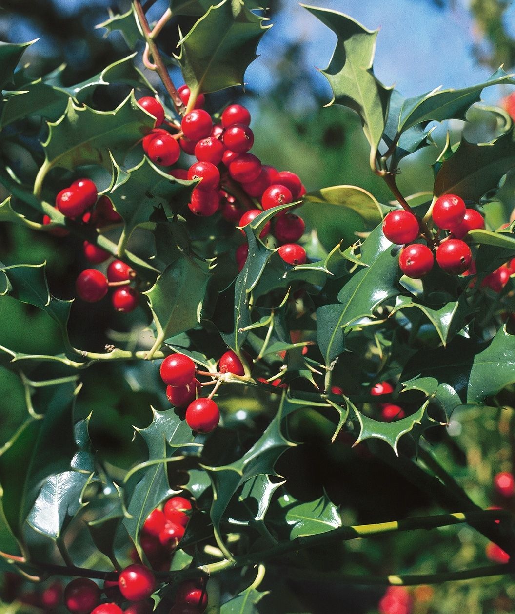 A closeup of the deep green, glossy foliage of the Dragon Lady Holly with the cherry red berries on it.