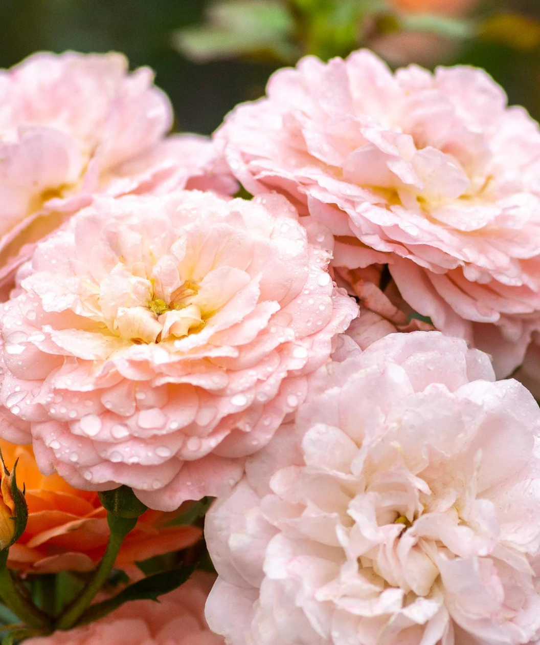 Close up of Drift Apricot Rose flowers, beautiful peach and pink colored flowers