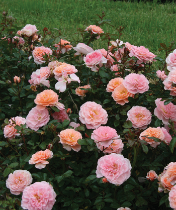 Drift Apricot Rose, dark green foliage with peach and pink colored rose blooms