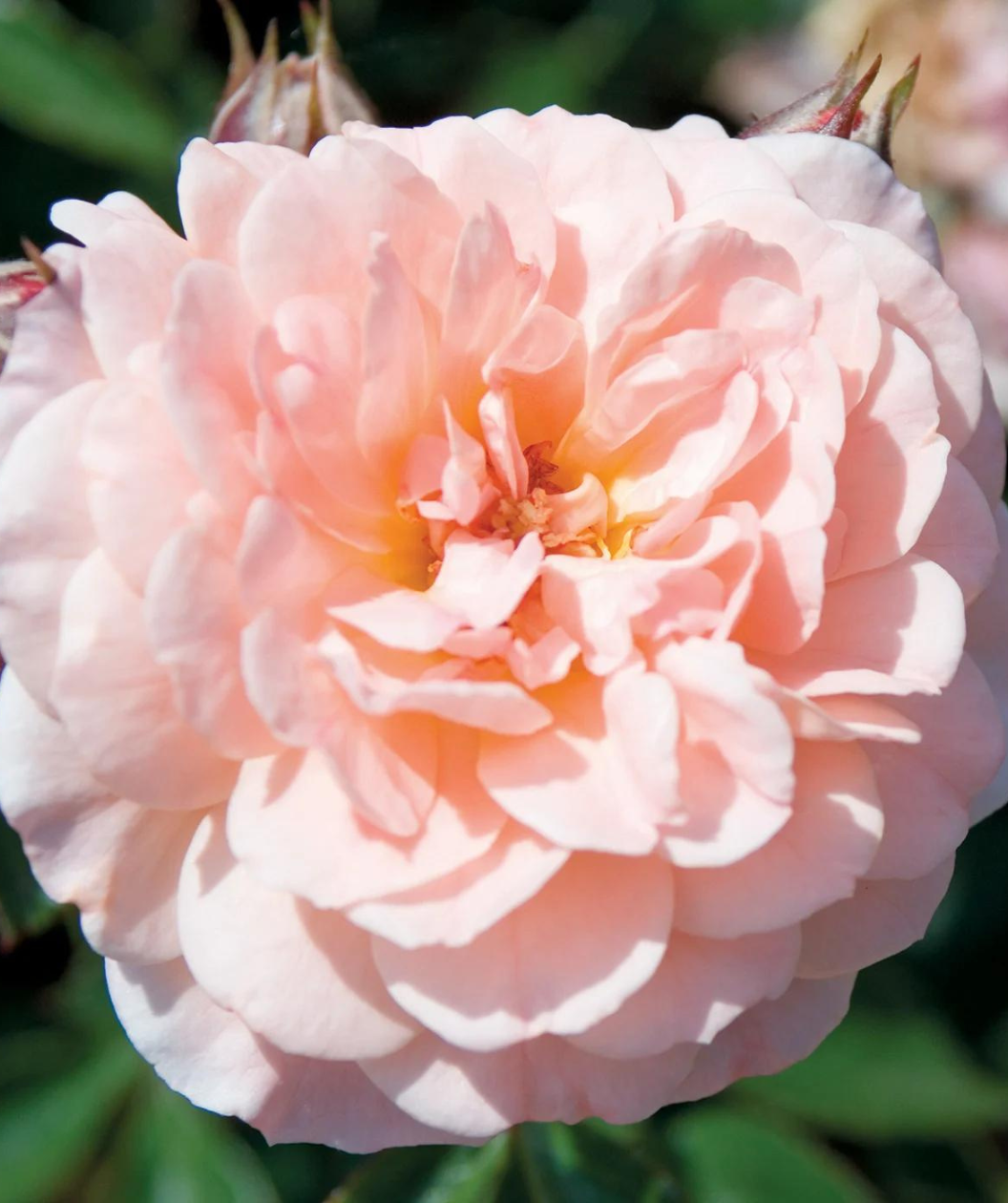 Close up of Drift Apricot Rose flower, beautiful peach and pink colored flower