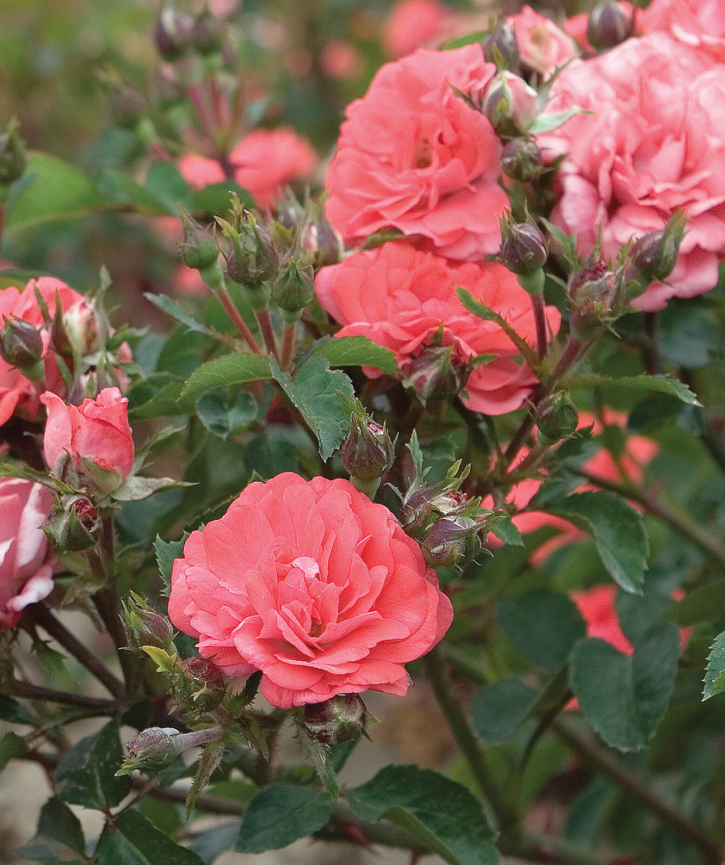 Close up of Drift Coral Rose, dark green foliage with several orangish pink flowers