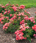 Several Drift Coral Rose planted in a landscape, dark green foliage with lots of orangish-pink colored flowers