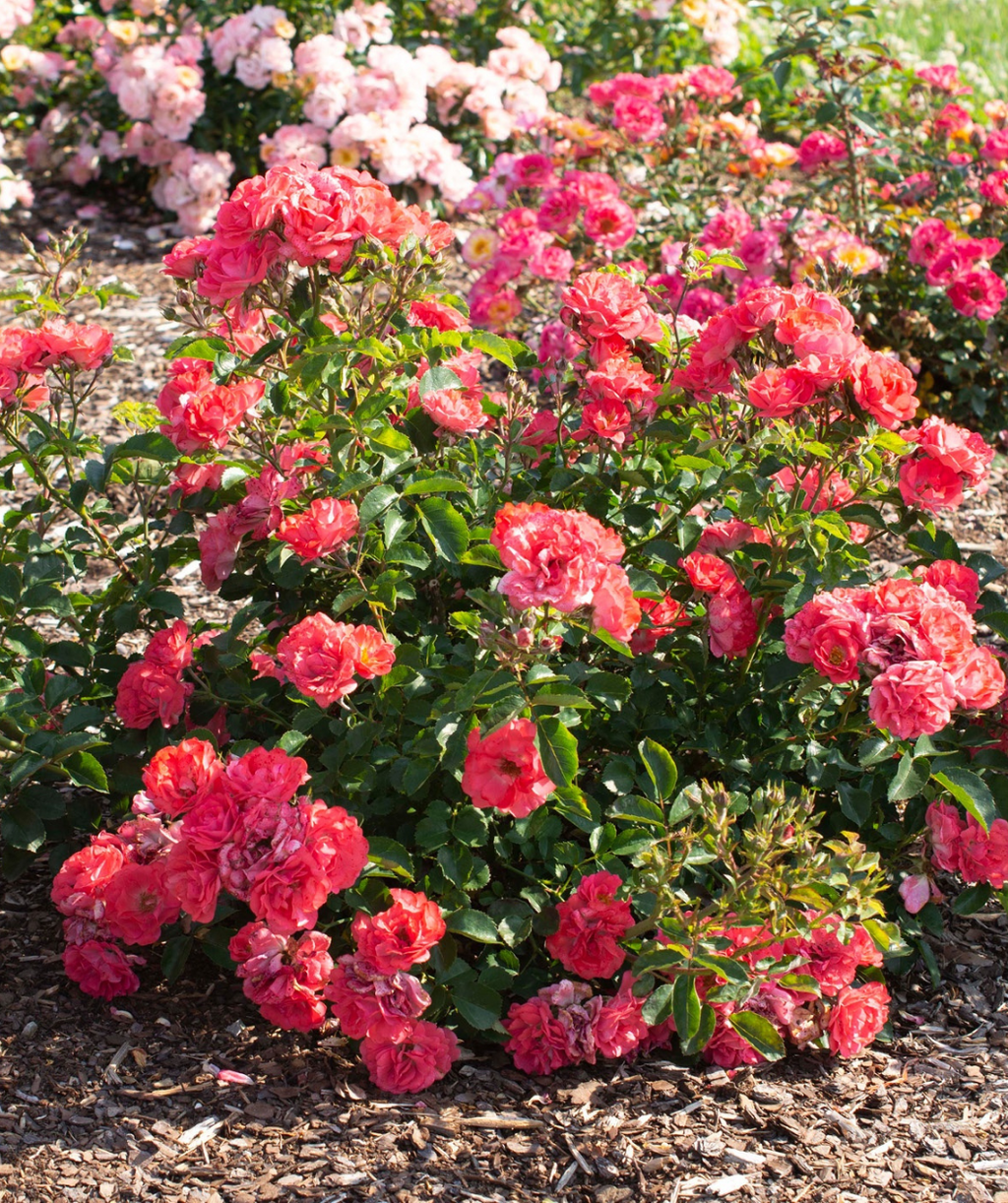 Several Drift Coral Rose planted in a landscape, dark green foliage with lots of orangish-pink colored flowers