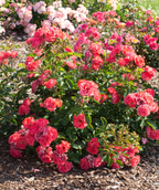 Several Drift Coral Rose planted in a landscape, dark green foliage with lots of orangish-pink colored flowers