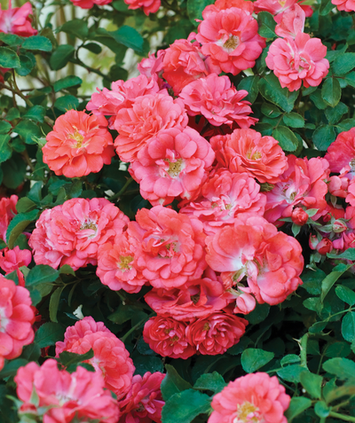 Drift Coral Rose, dark green foliage with several orangish pink flowers