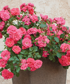 The Drift Coral Rose planted in a pot, almost overflowing with the bright coral pink blooms and dark green foliage