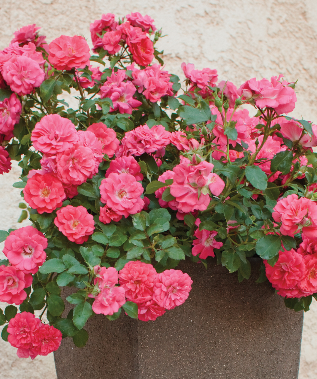 The Drift Coral Rose planted in a pot, almost overflowing with the bright coral pink blooms and dark green foliage