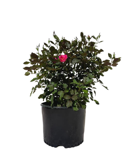 Miracle on the Hudson™ Shrub Rose | Bower & Branch