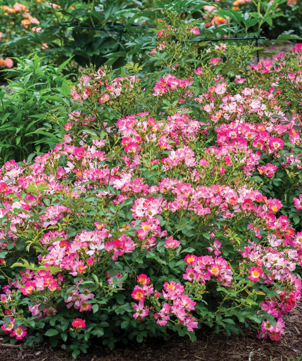 Pink Drift Abundantly Flowering Hybrid Rose planted in a landscape, dark pink flowers with a light pink, almost white center, and dark green foliage