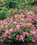 Pink Drift Abundantly Flowering Hybrid Rose planted in a landscape, dark pink flowers with a light pink, almost white center, and dark green foliage