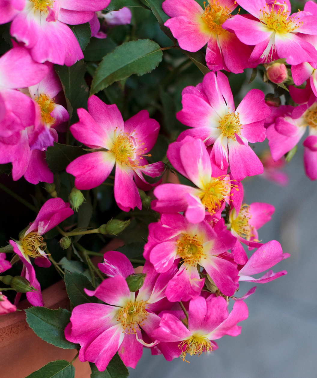 Drift® Pink Rose | Bower & Branch