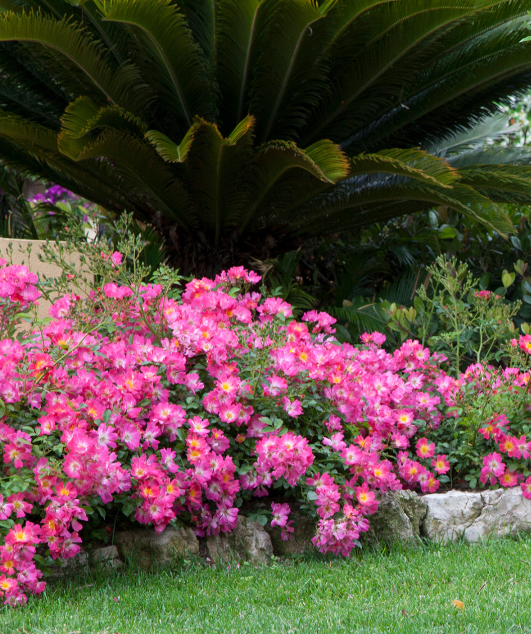 Pink Drift Abundantly Flowering Hybrid Rose planted in a landscape, dark pink flowers with a light pink, almost white center, and dark green foliage, planted in front of a palm tree