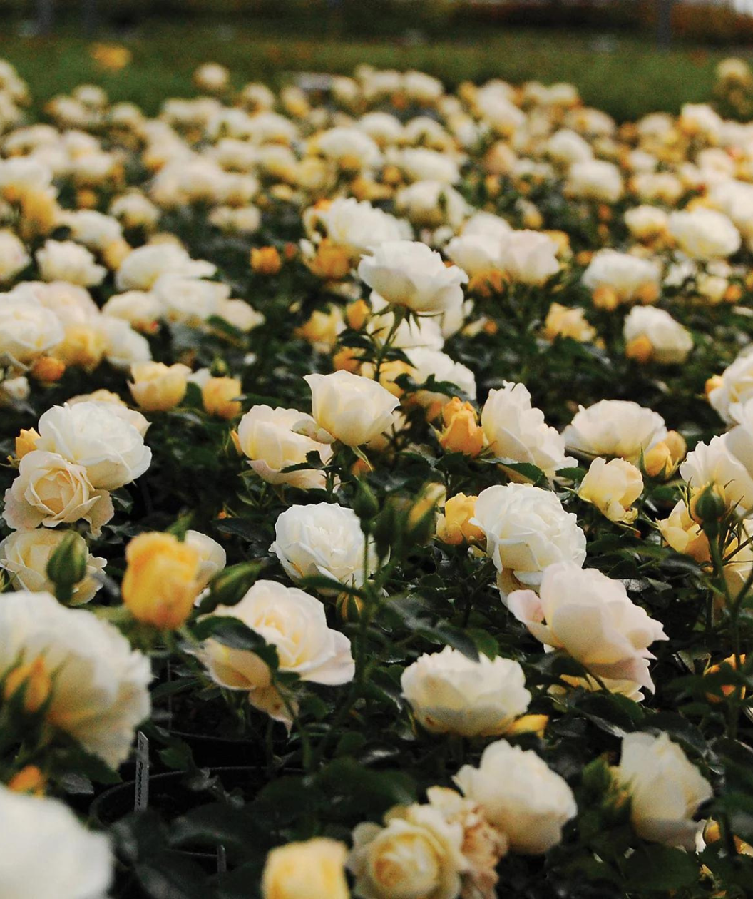 Drift Popcorn Rose, lots of light yellow to white colored flowers sit atop of dark green foliage