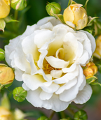 Close up of Drift Popcorn Rose flower, White rose flower with yellow flower buds starting to emerge round it