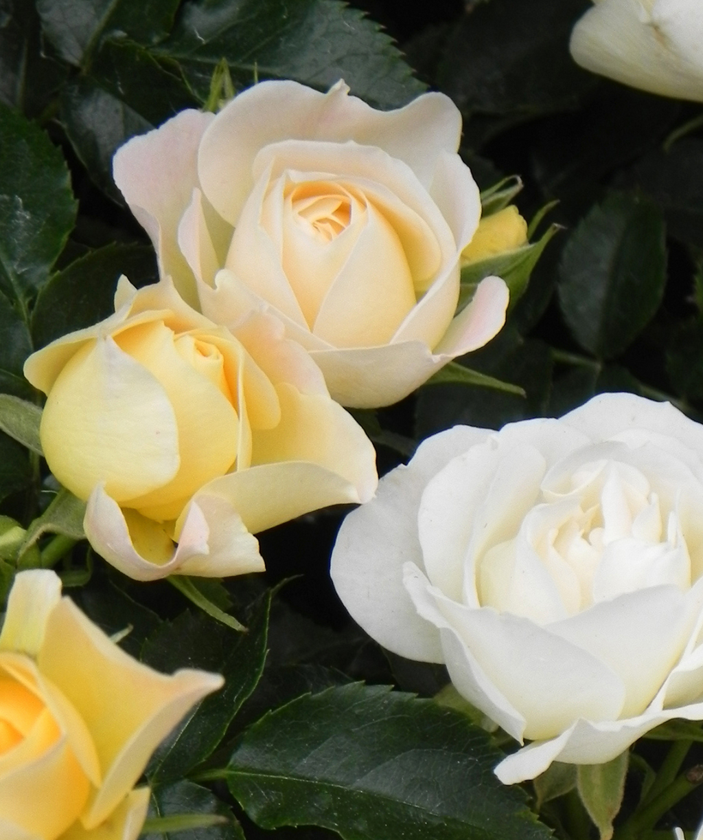 Close up of Drift Popcorn Rose flowers, these 3 flowers show the various colors of rose that bloom from this dark green foliage plant, a yellow flower sits next to a paler yellow flower behind a white flower