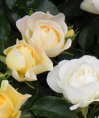 Close up of Drift Popcorn Rose flowers, these 3 flowers show the various colors of rose that bloom from this dark green foliage plant, a yellow flower sits next to a paler yellow flower behind a white flower