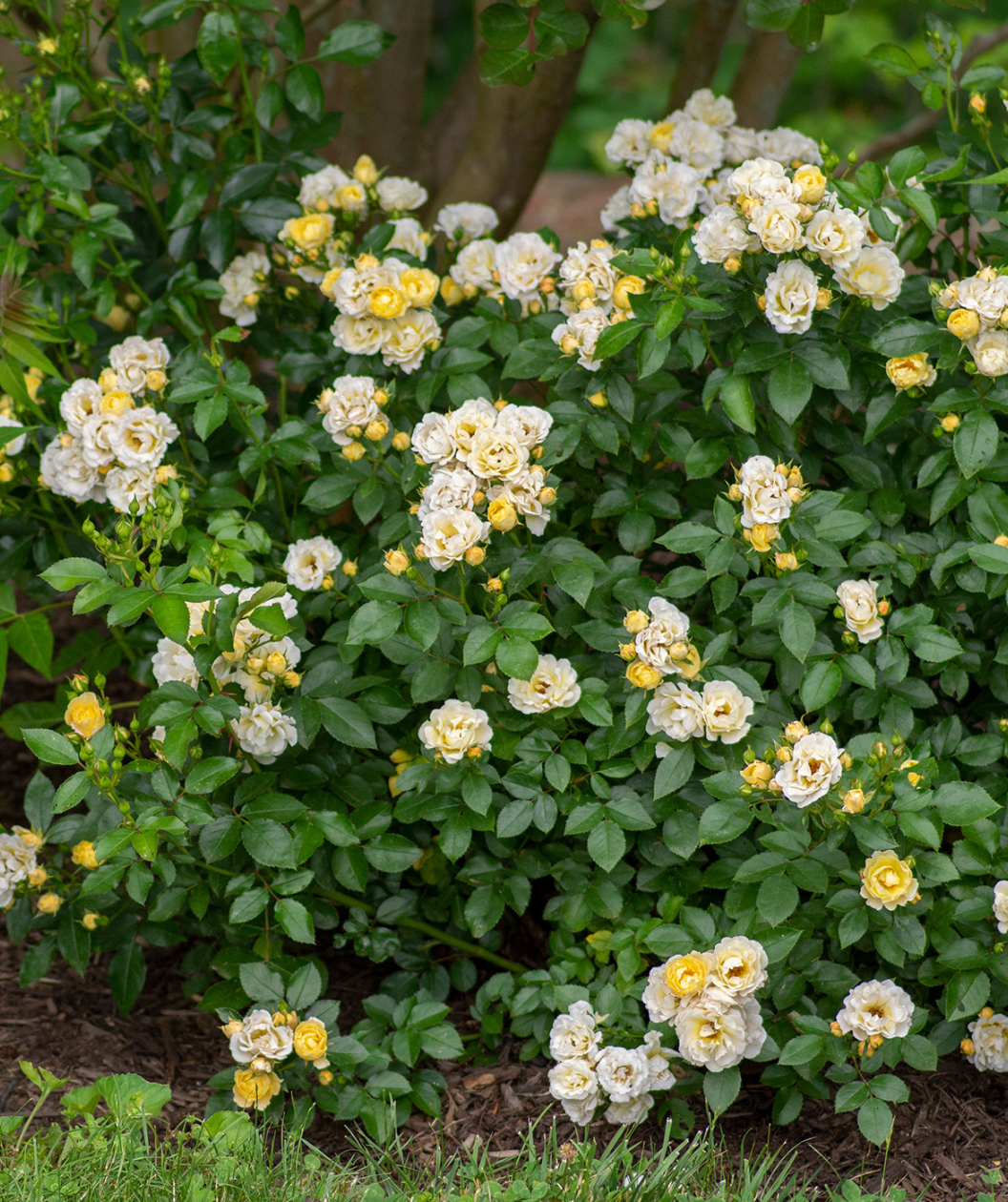 Drift Popcorn Rose, lots of light yellow to white colored flowers sit atop of dark green foliage