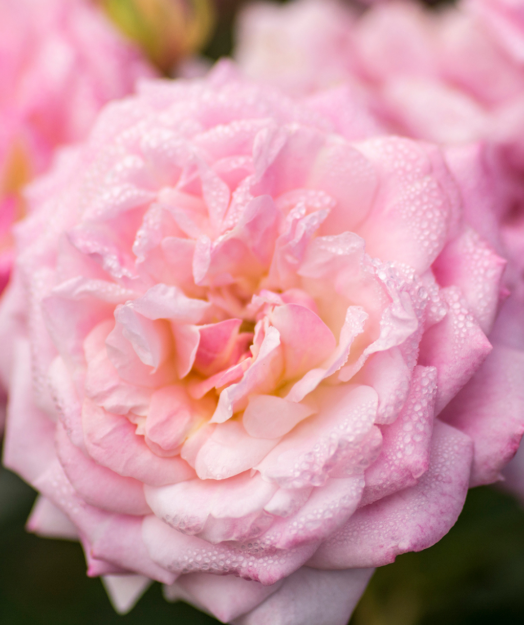Close up of Drift Sweet Rose flower, a beautiful pink colored rose flower