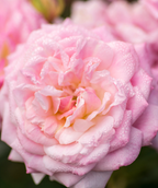Close up of Drift Sweet Rose flower, a beautiful pink colored rose flower