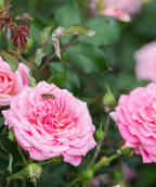 Close up of Drift Sweet Rose flower, a beautiful pink colored rose flower being pollinated
