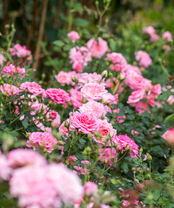 Drift Sweet Rose, light green foliage with pink flowers