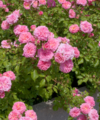 Drift Sweet Rose, light green foliage with pink flowers