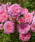 Drift Sweet Rose, light green foliage with pink flowers