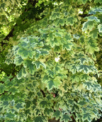 Close up of Drummond Norway Maple leaves lobed green leaves with yellow and or white edges