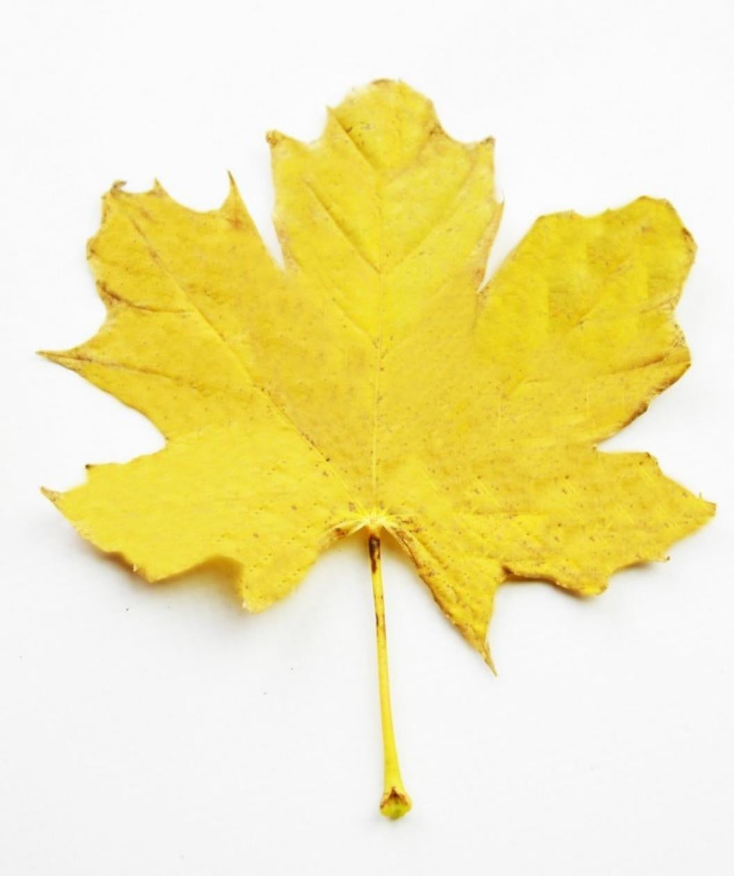 Drummond Norway Maple leaf on white, lobed leaf that is bright yellow with fall color